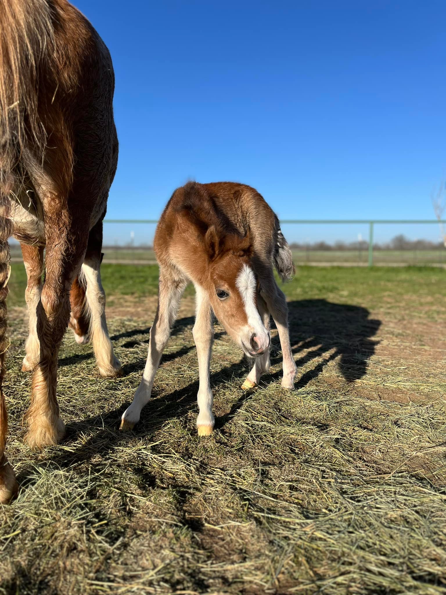 SHE’S HERE!!!! Coldplay x Kickapoo... - Kickapoo Ponies Texas | Facebook
