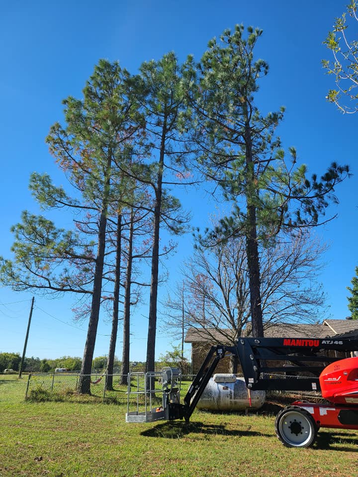 A.B.H Tree & Skidsteer Service | Shawnee OK