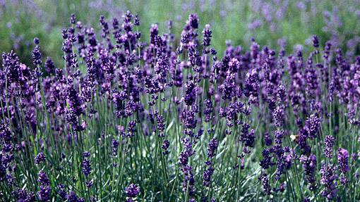 Žaliasis Rojus - Levanda (Lavandula angustifolia) 