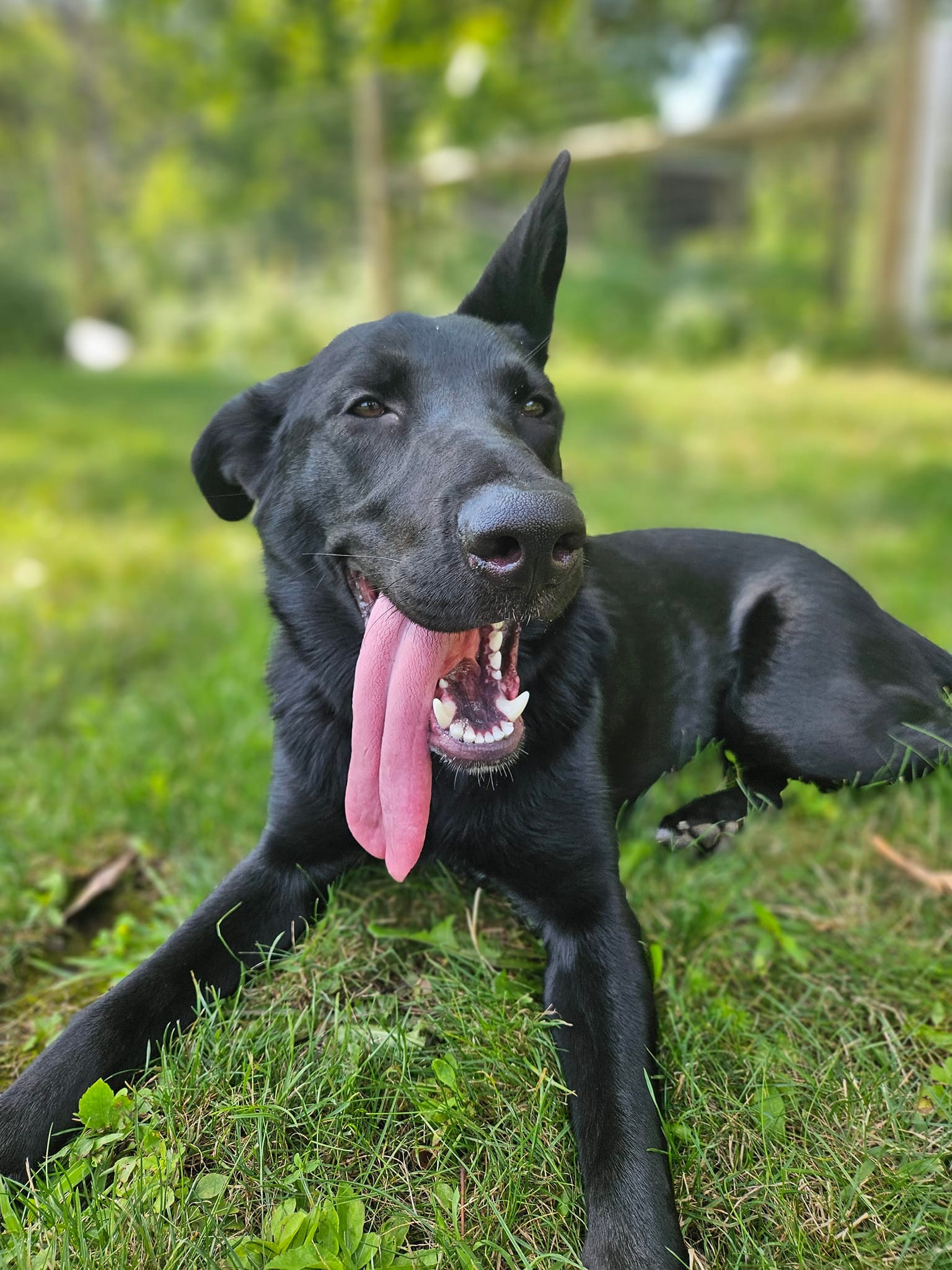 Meet Pepper,... - German Shepherd Rescue of the Finger Lakes | Facebook