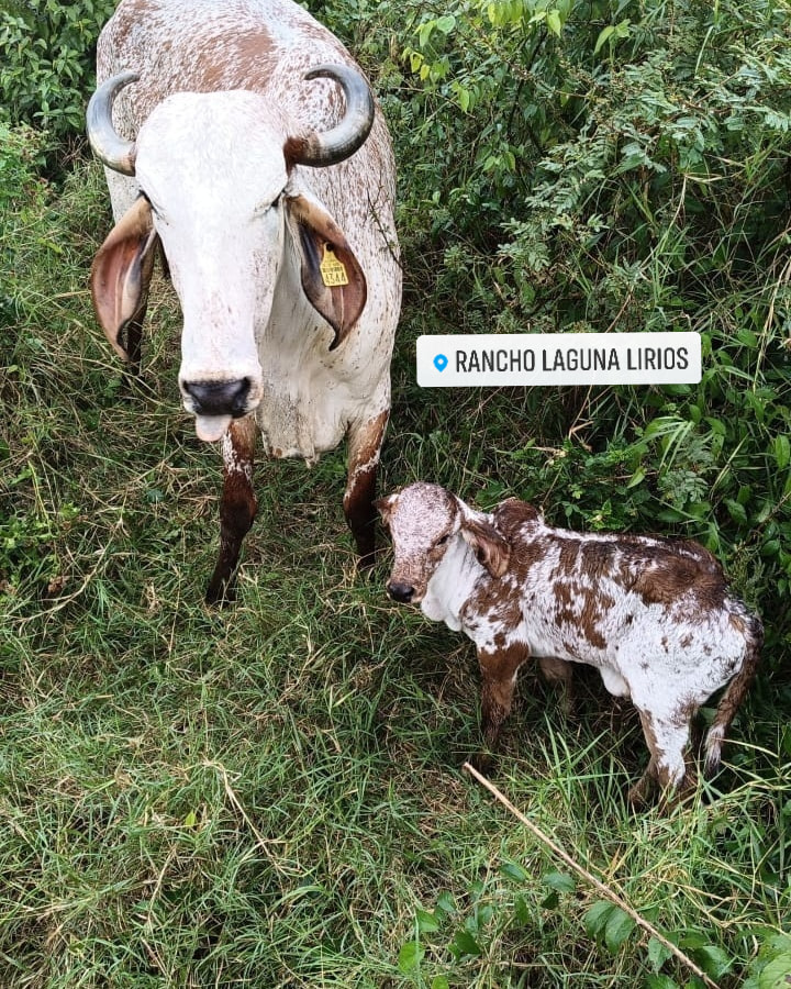 Rancho - #Gyr 142/8 cria macho Rancho Laguna Lirios #ganadera #Gyr # ...