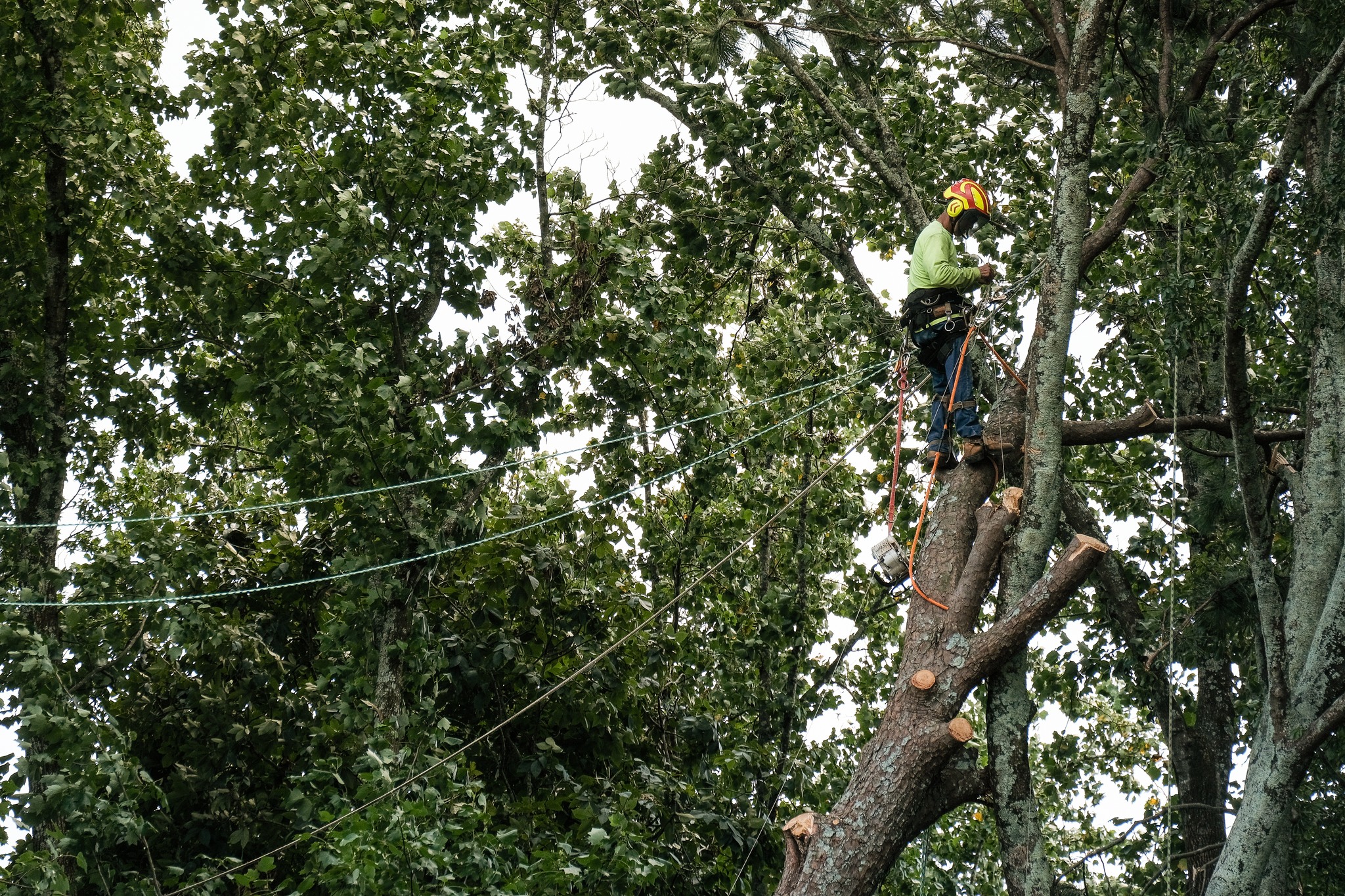 EastLake Tree Services