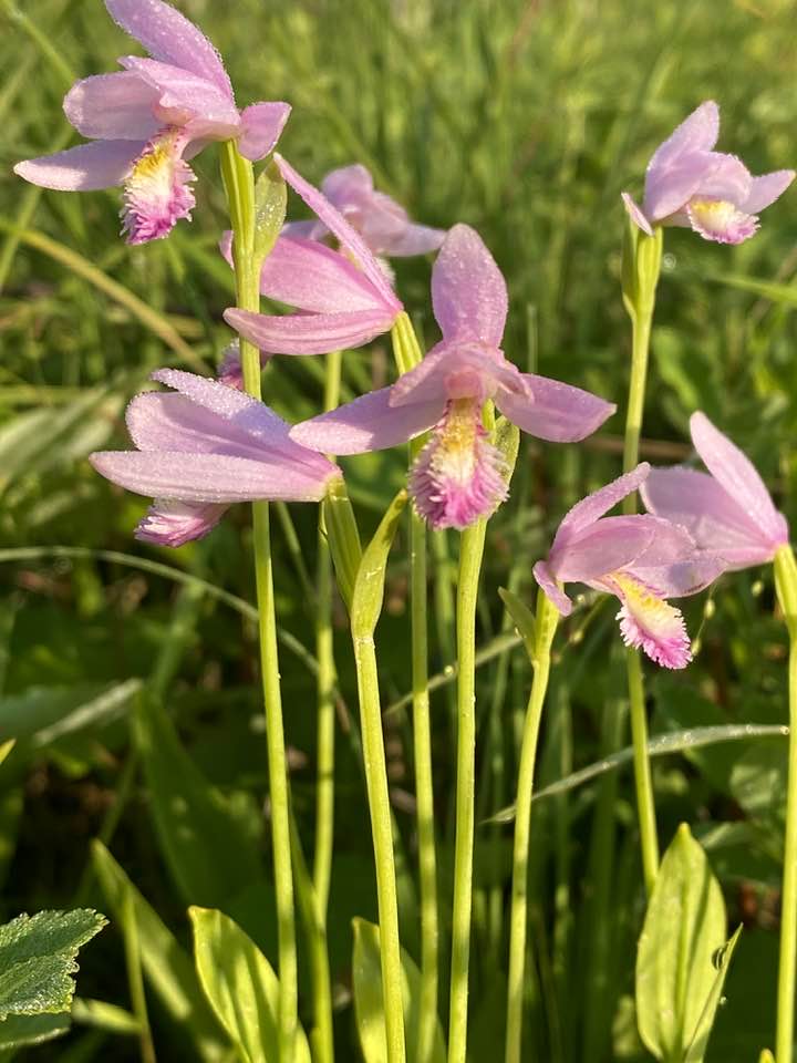 Wild orchids in June 2024, Hartford, Maine.