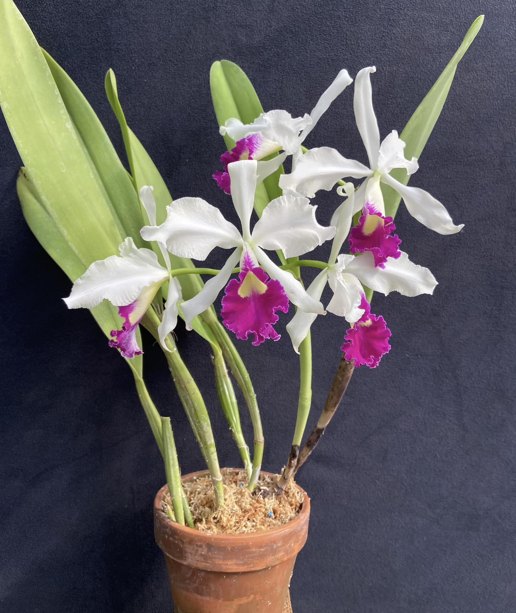 C Warscewiczii 'F.M.B.' orchid stud