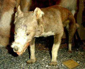 Chile - El extinto perro yagán El perro yagán, también llamado perro ...