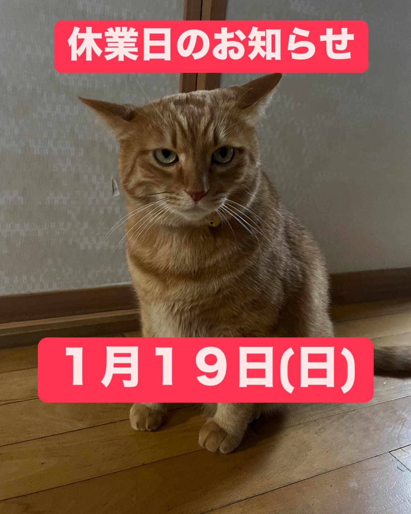 確認用です*.ˬ.))