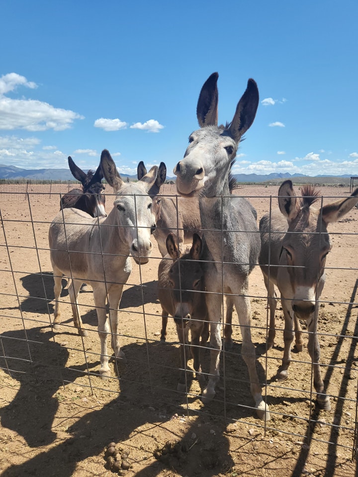 Heavy Metal Animal Sanctuary on Reels