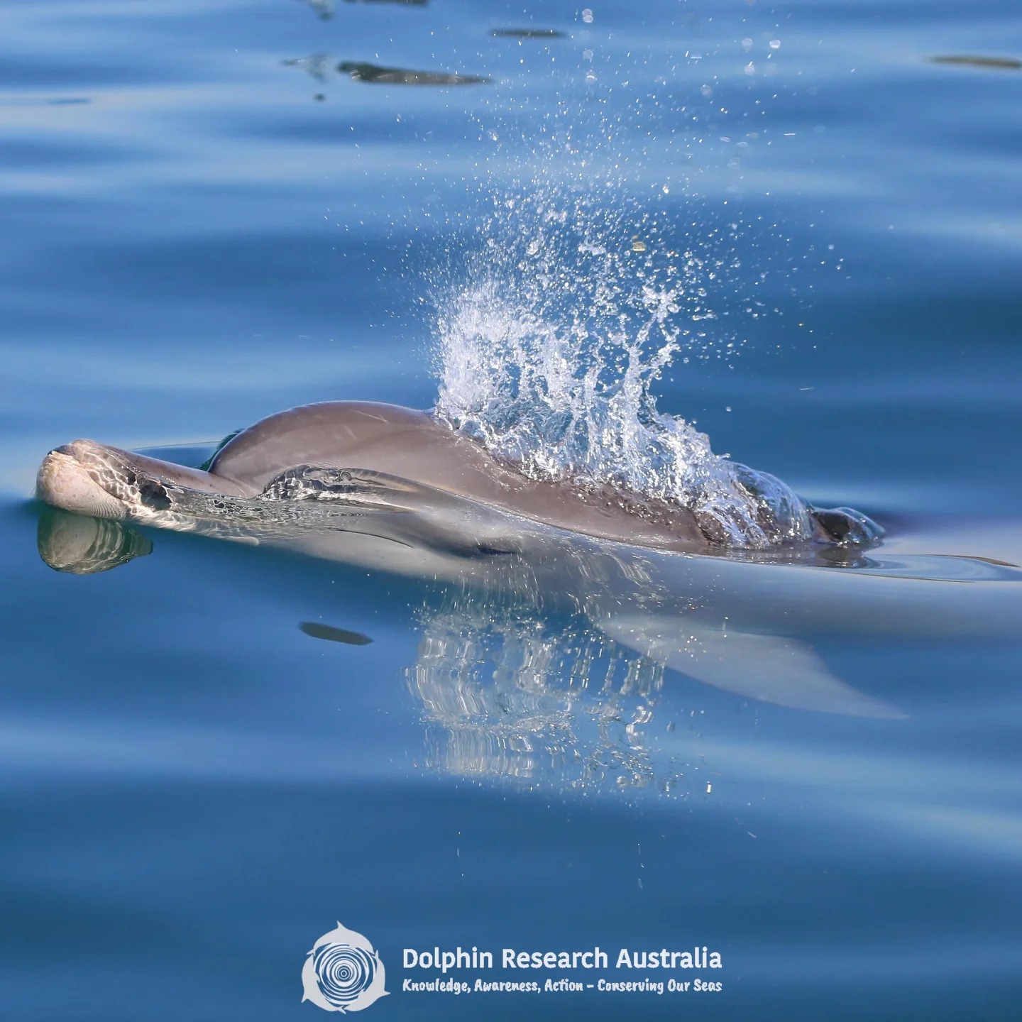 Dolphin Research Australia - A magical moment as an Indo-Pacific ...