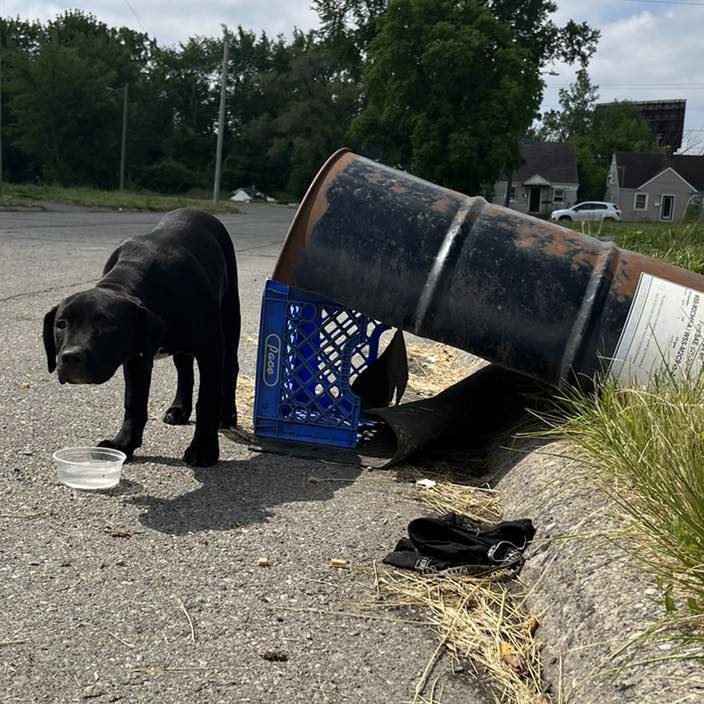 🎉YOU made it happen for us and for... - Detroit Dog Rescue