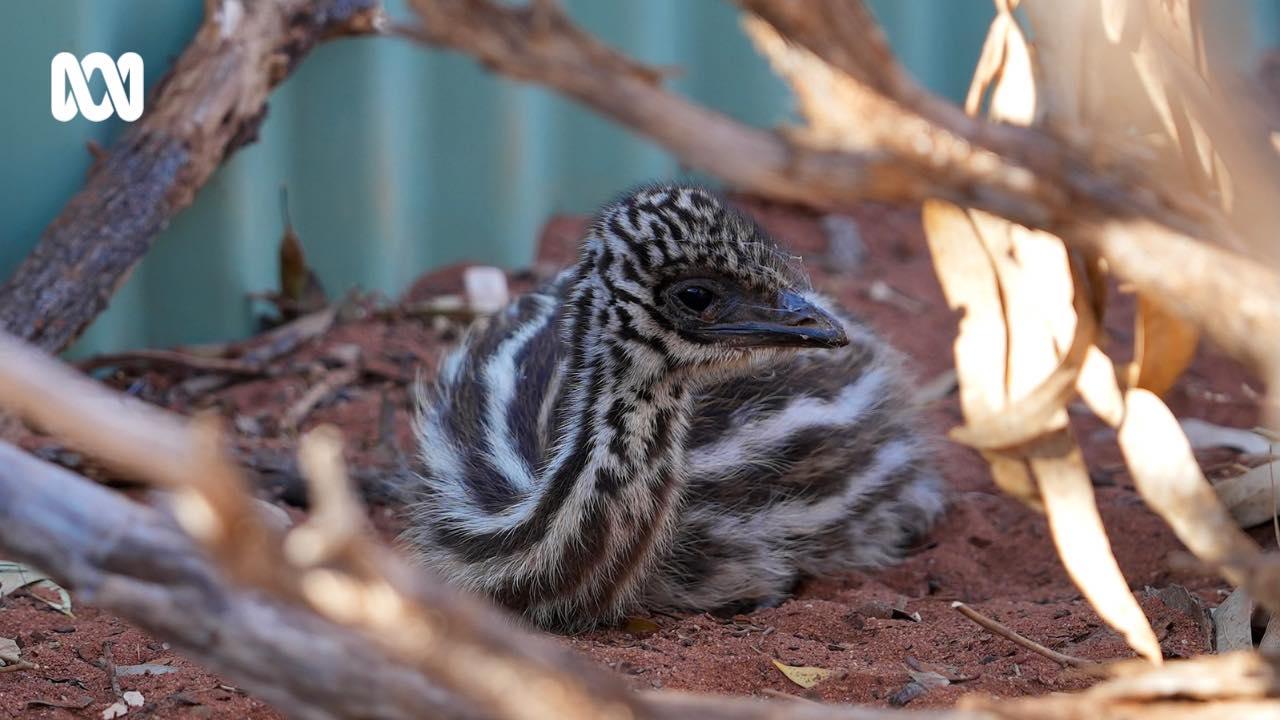 ABC Broken Hill - The Rescue and Rehabilitation of Australian Native ...
