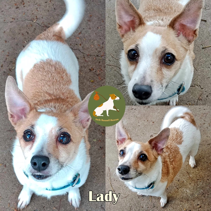 Jack - LADY