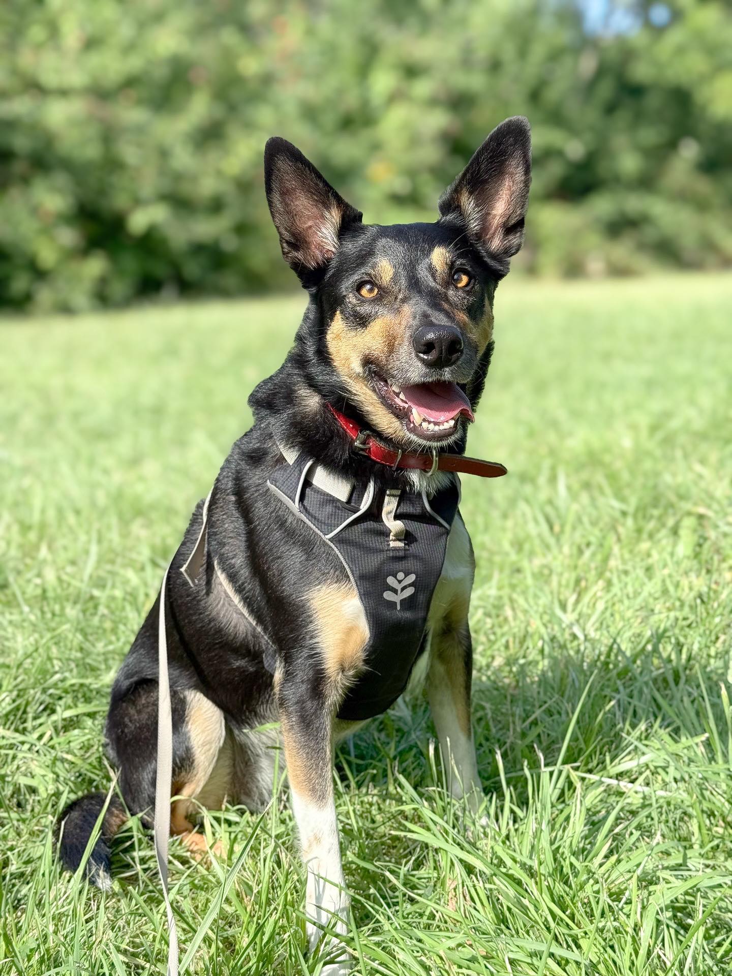 Step Pets | Widnes