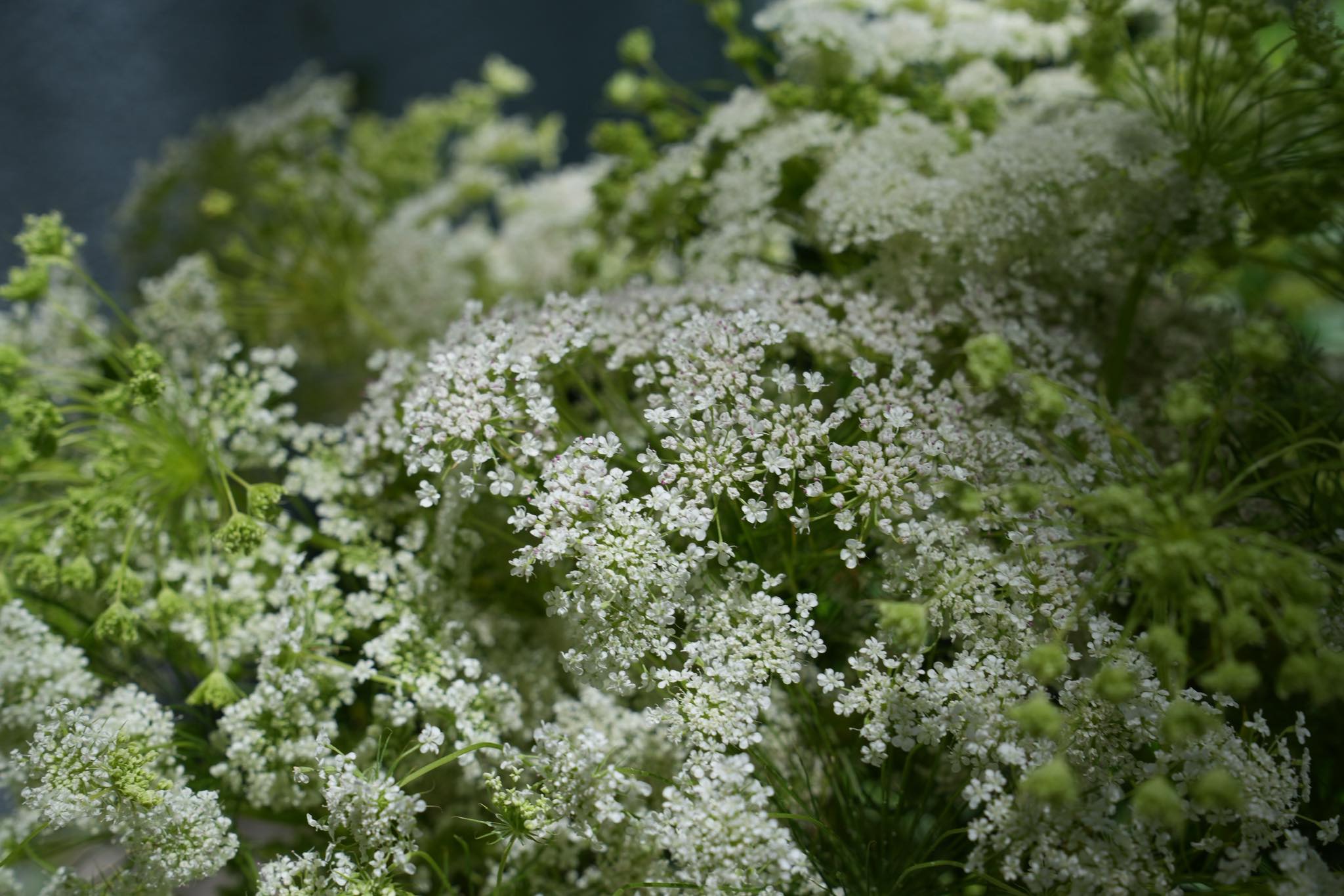 Market Street Florist | Kissimmee FL