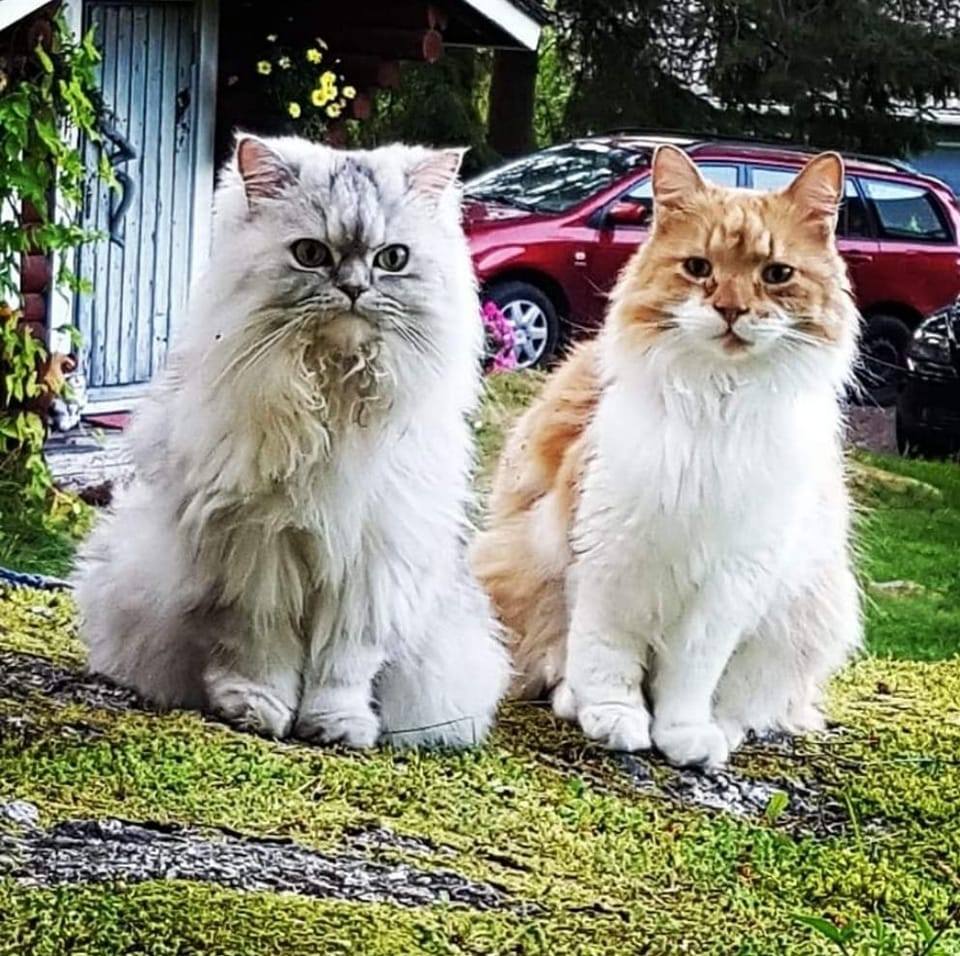 Miu! Tänne miun kotiin tunkeutui viikonloppuna KAKSI pientä riiviötä ...