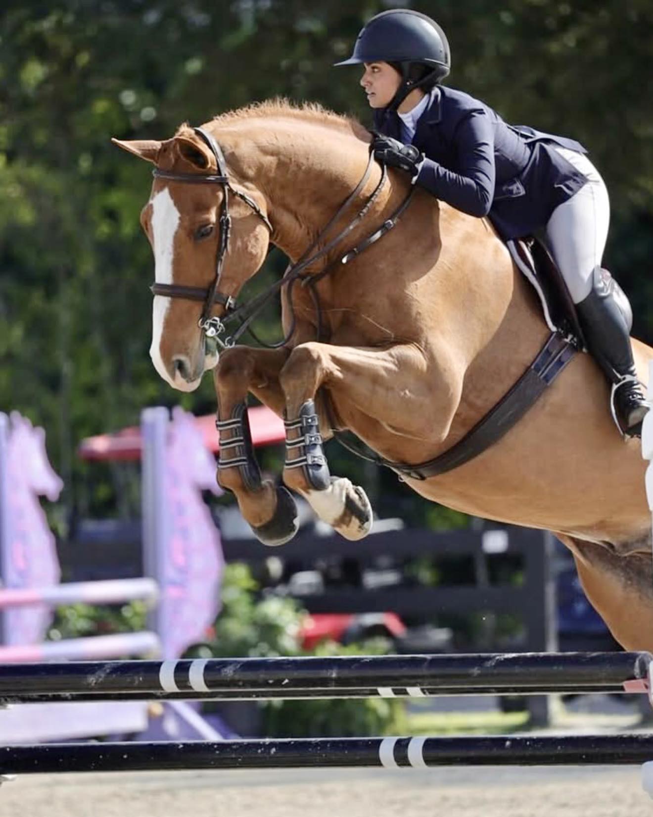 Casanova Z, a Zangersheide gelding with stunning movement