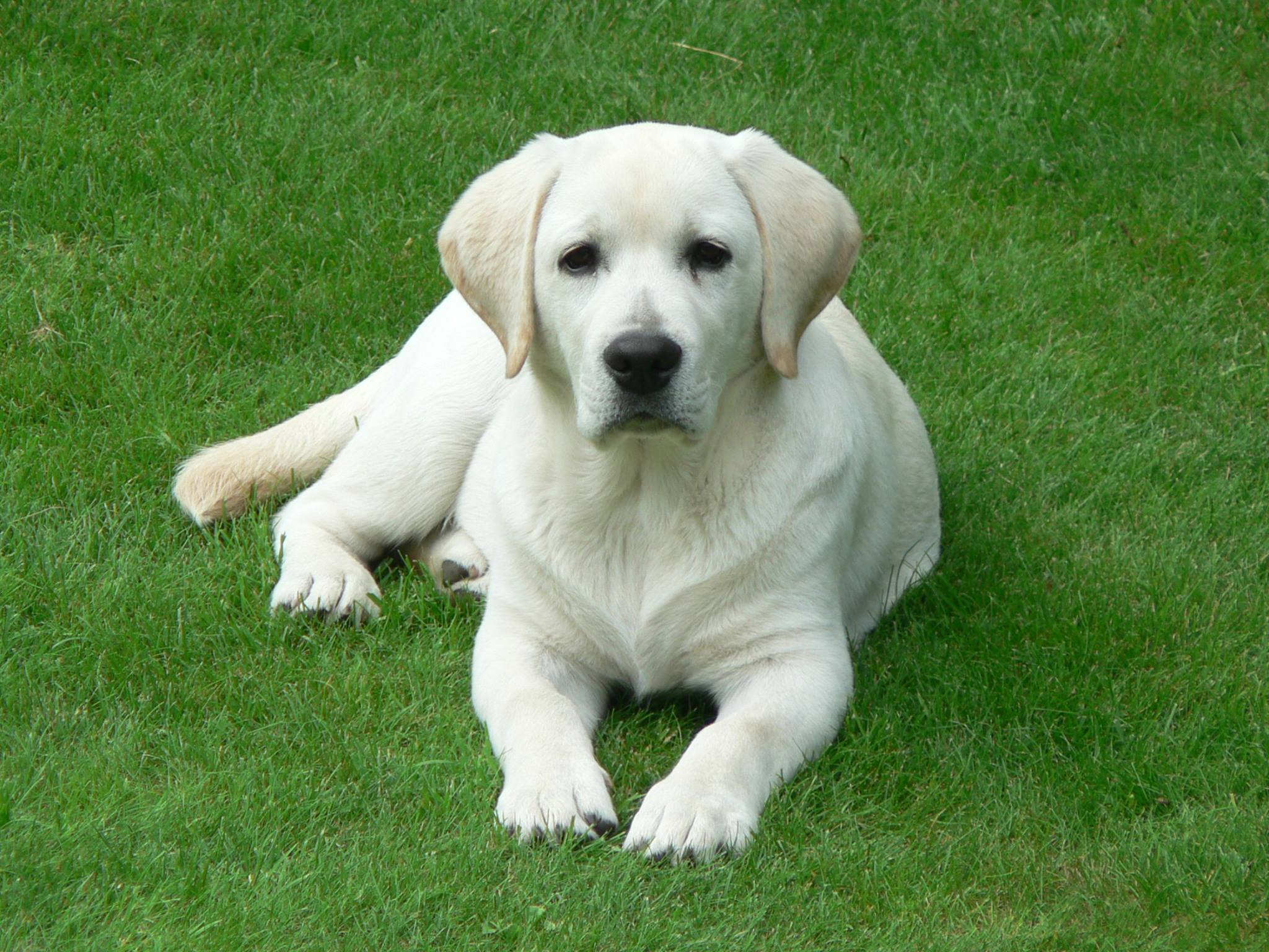 Lab Berry Dog