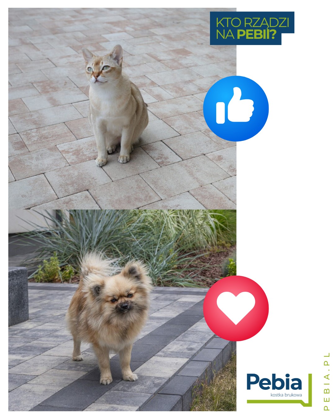 🐾 Kociarze czy psiarze – kto... - Pebia - kostka brukowa | Facebook