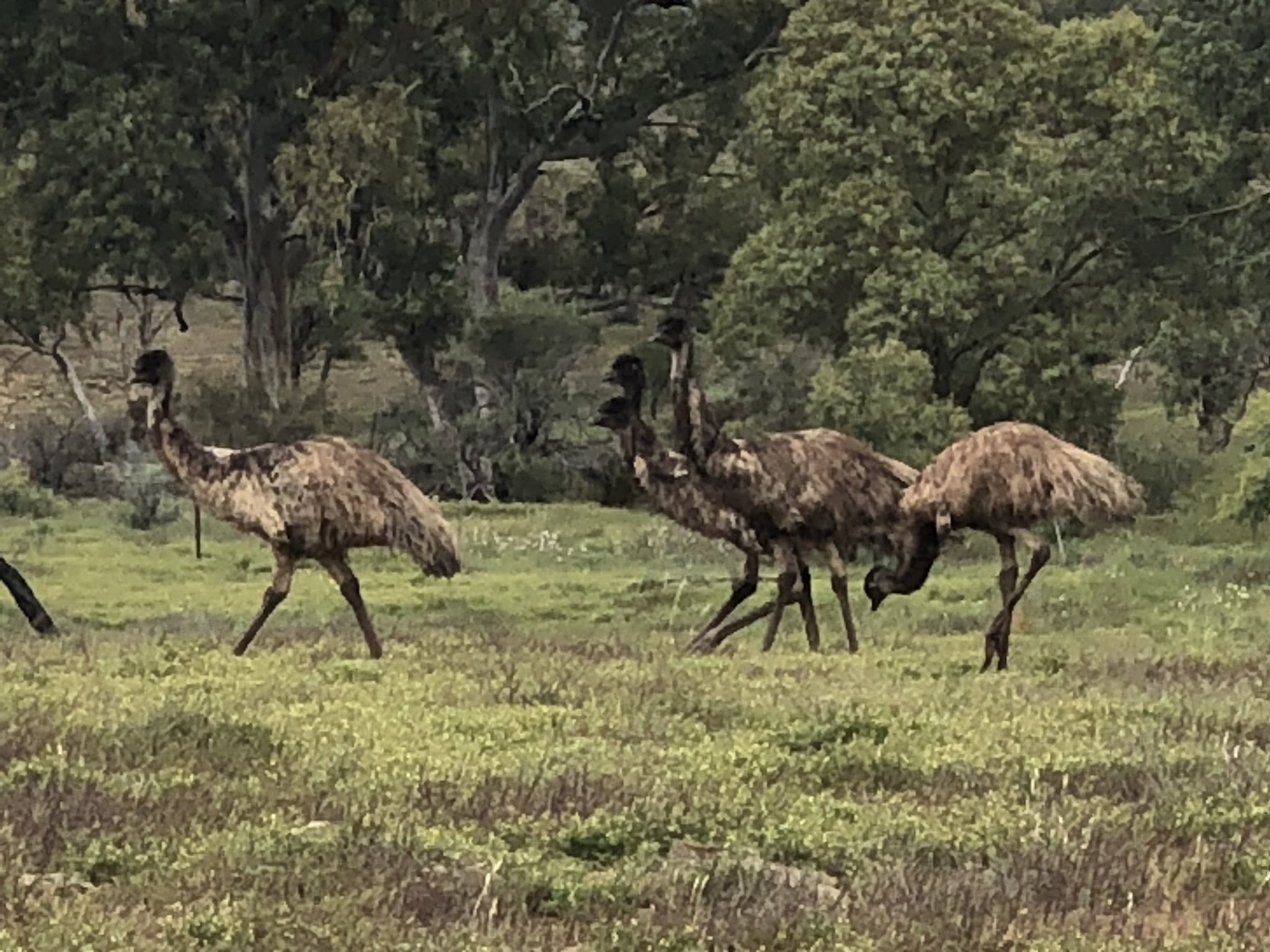 Moolooloo - Wildlife Wednesday I know the emu is a very common animal ...