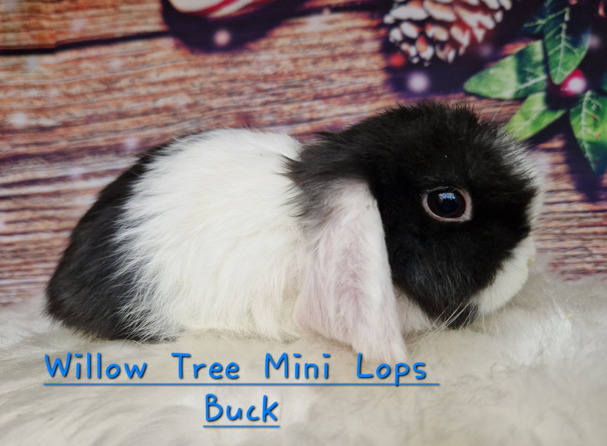 Willow Tree Mini Lop Rabbits | Cambridge