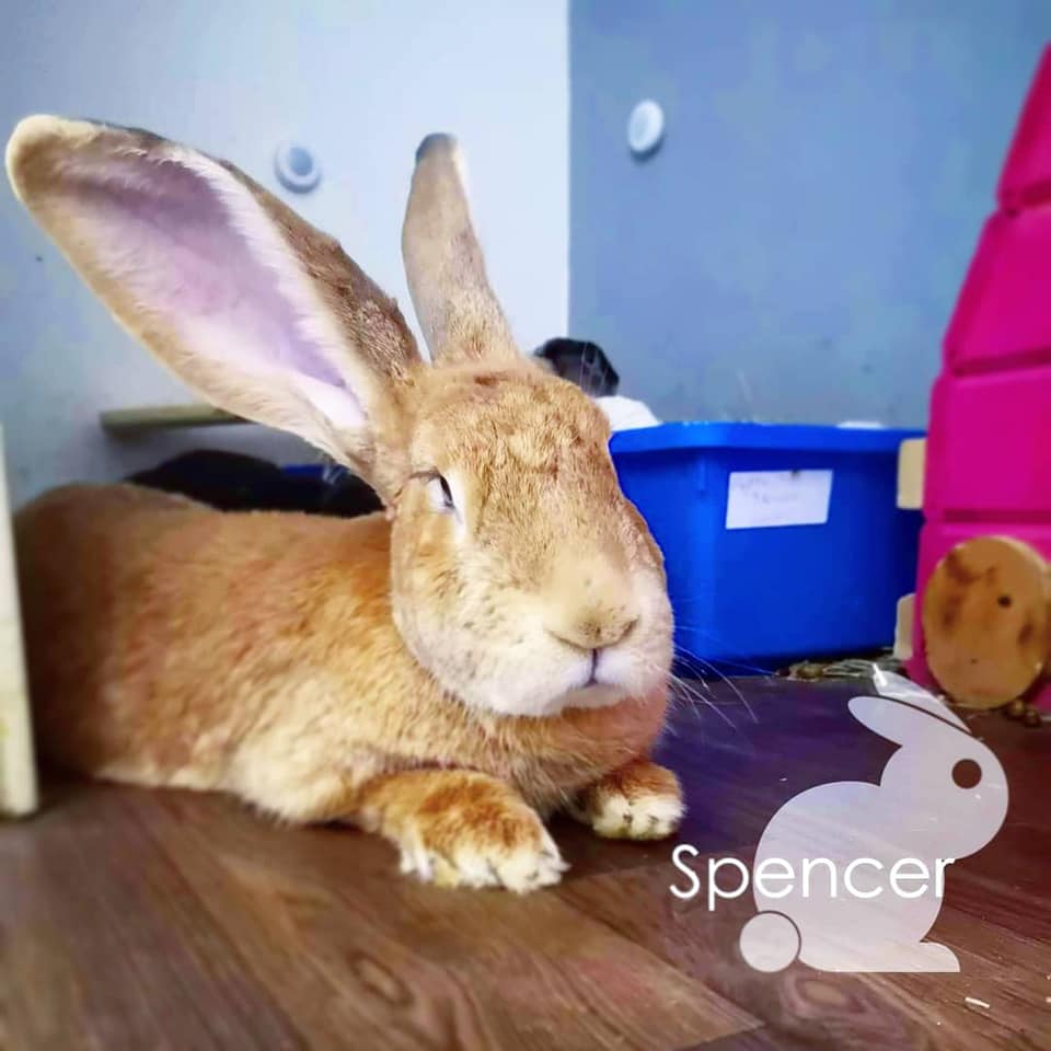 The permanent resident rabbits.... - Bacchus Residents Rescue