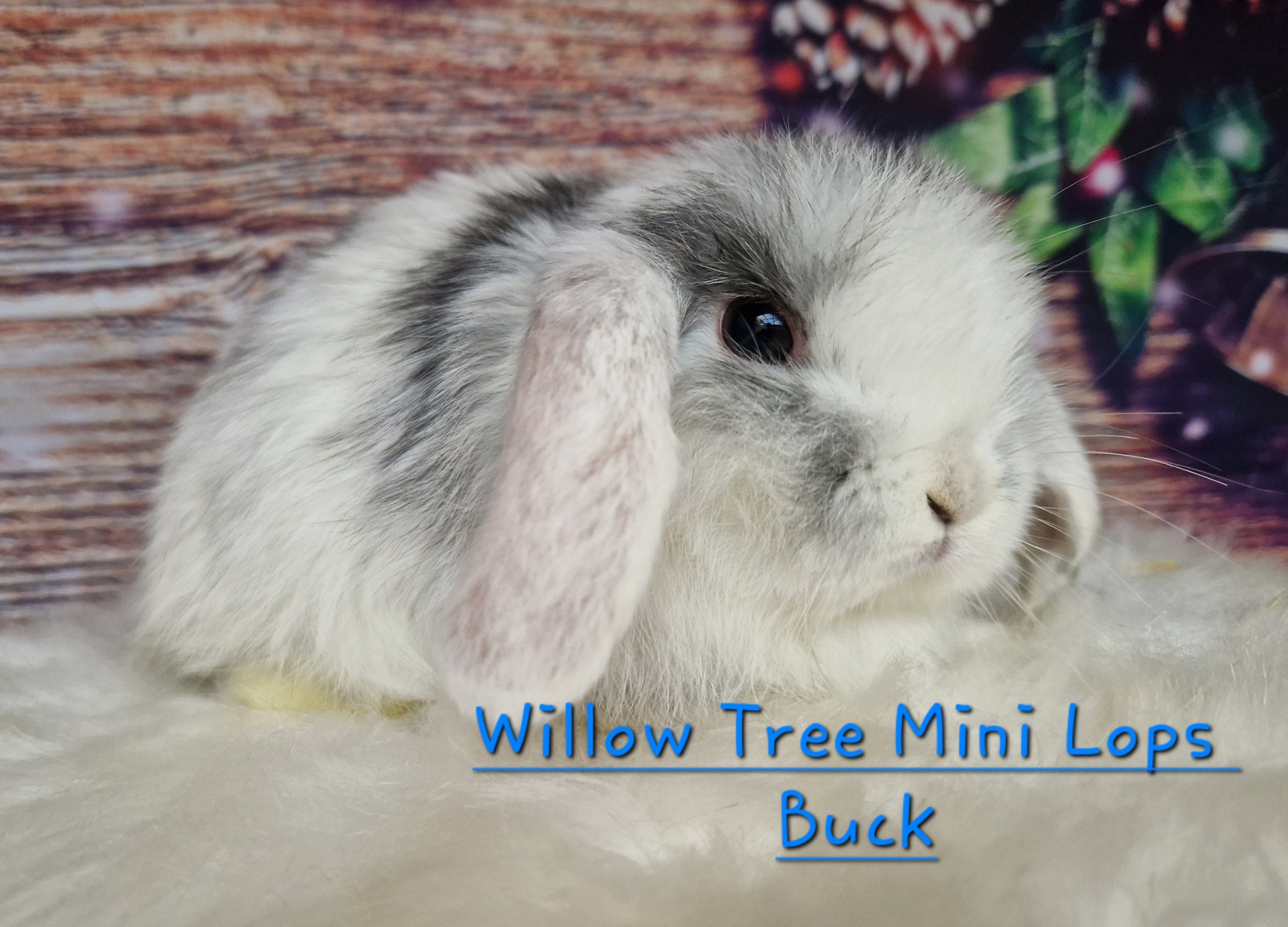 Willow Tree Mini Lop Rabbits | Cambridge
