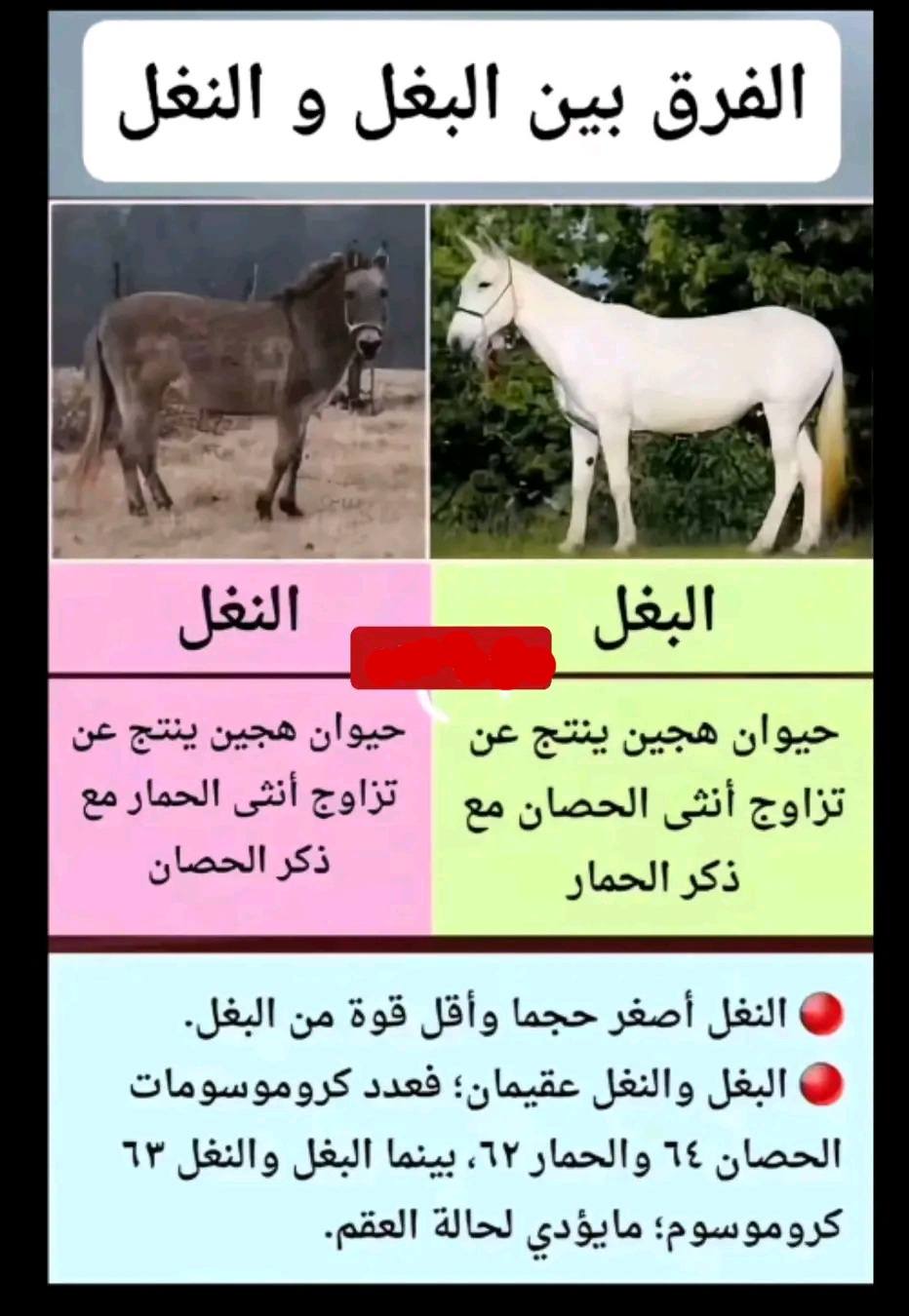 اغرب الغرائب واجمل الطيور والحيوانات | الفرق بين 
