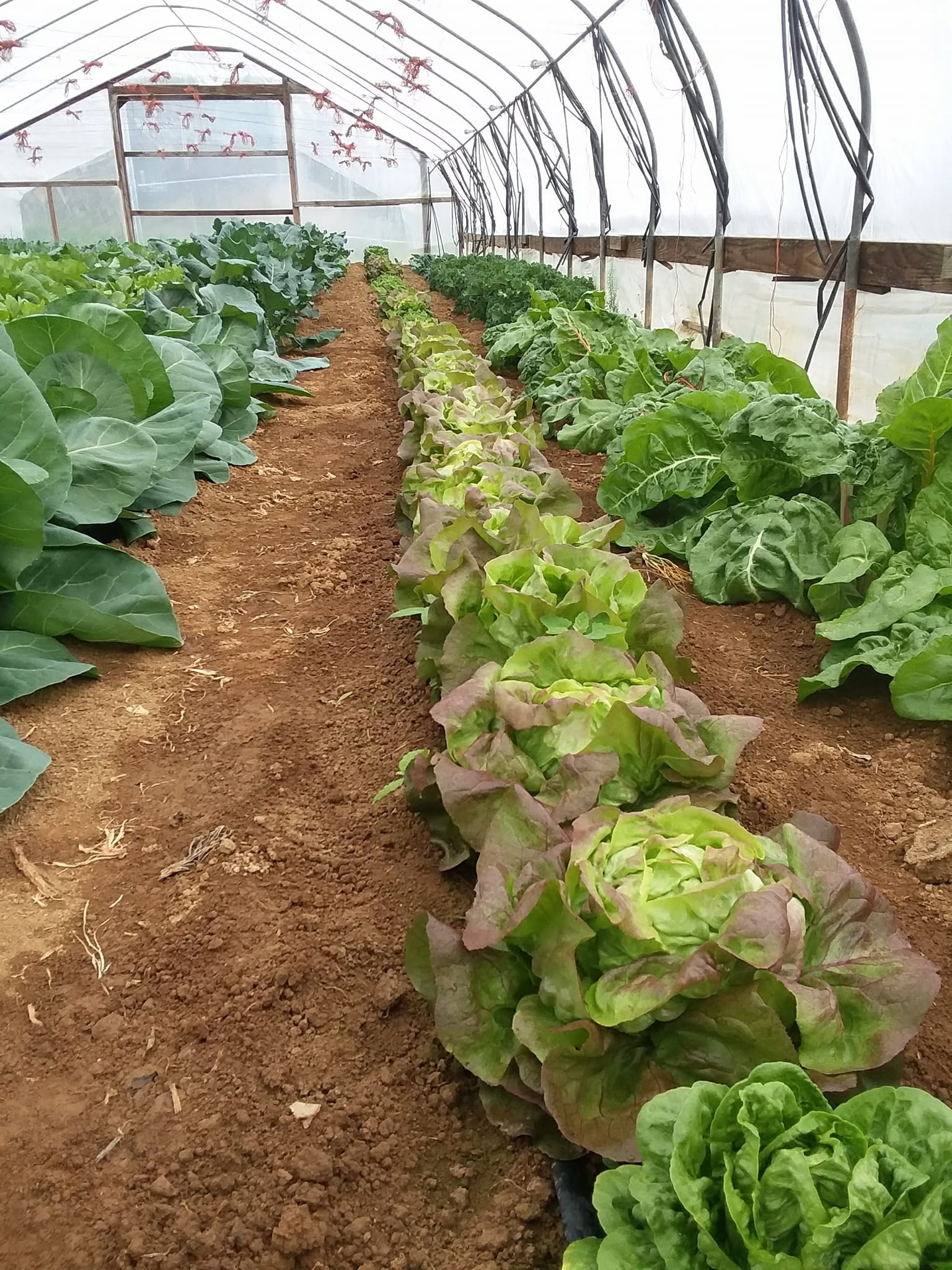 Cowdery Farms
