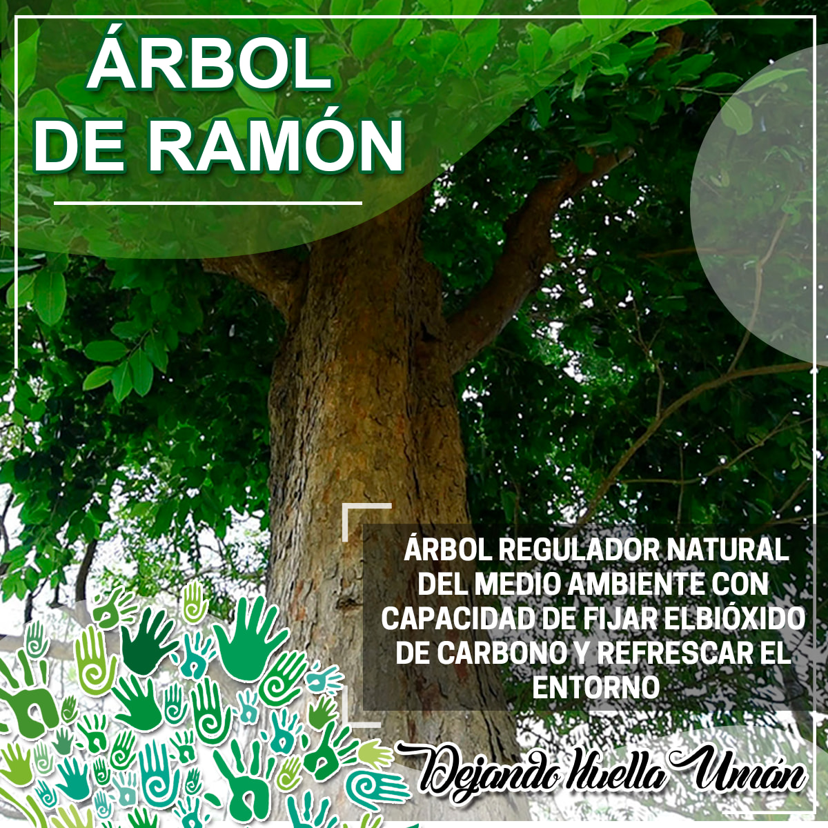 Umán TV - 🌳ÁRBOL DE RAMÓN🌳 El árbol es un regulador... | Facebook