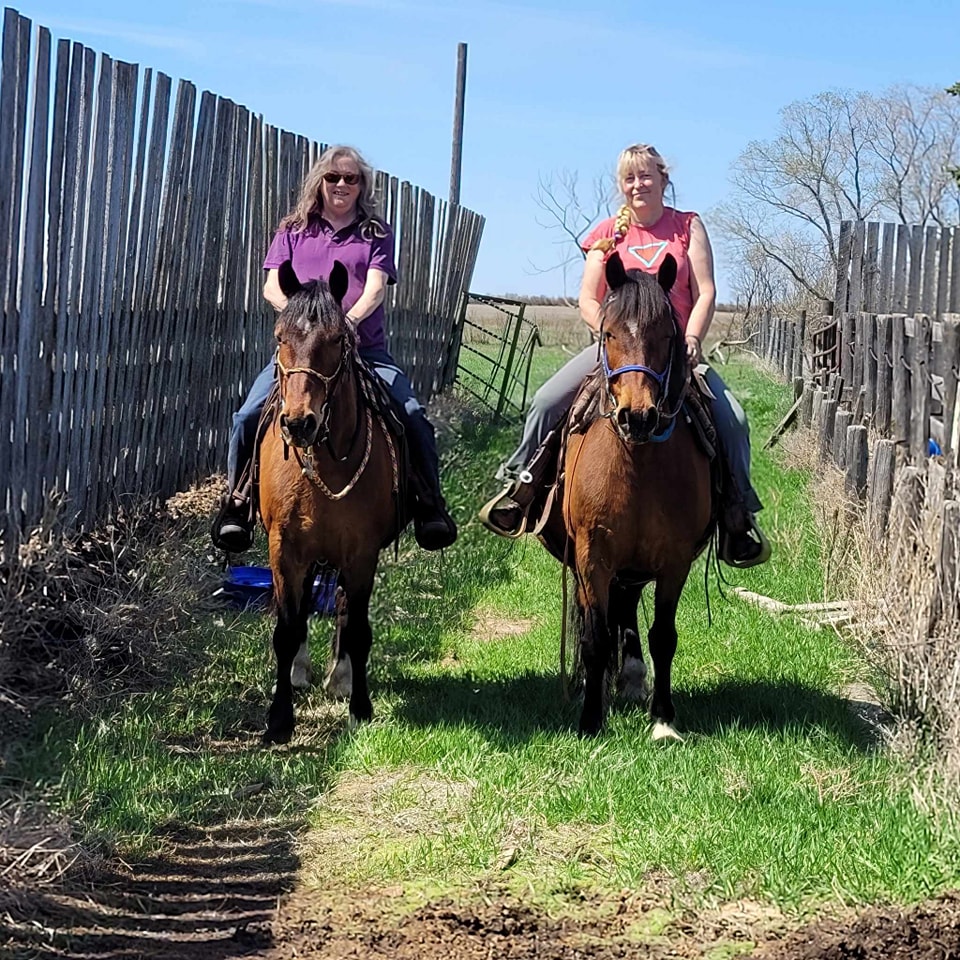 Here is some full... - Shell-Crest and Sunburst Welsh Ponies | Facebook