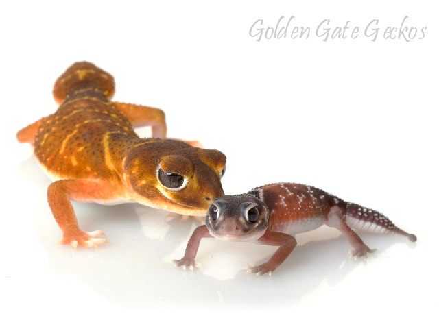 Golden Gate Geckos
