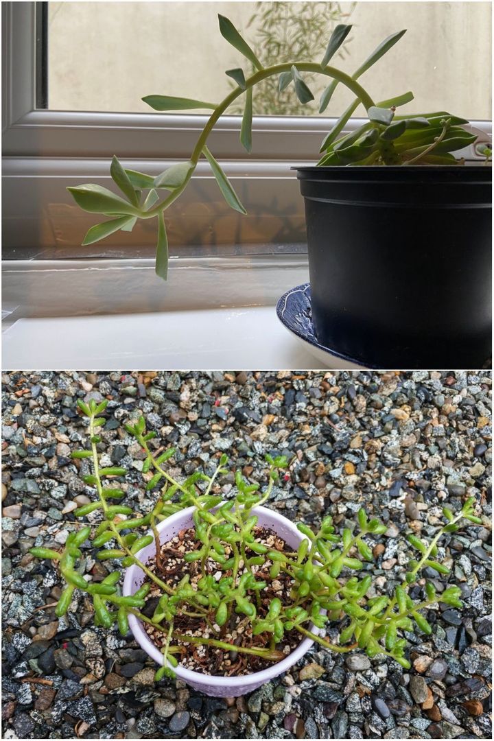 Houseplant - How To Fix Leggy Succulents (& Preventing It In The Future ...
