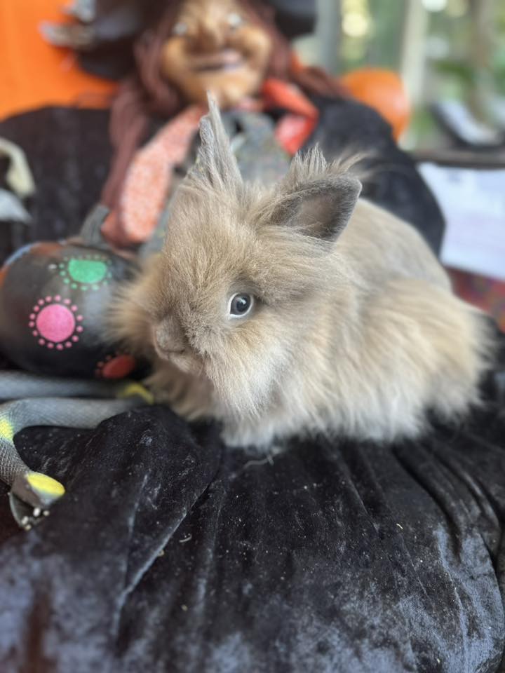 Show Quality, Purebred Lionhead Rabbit Breeders | Facebook