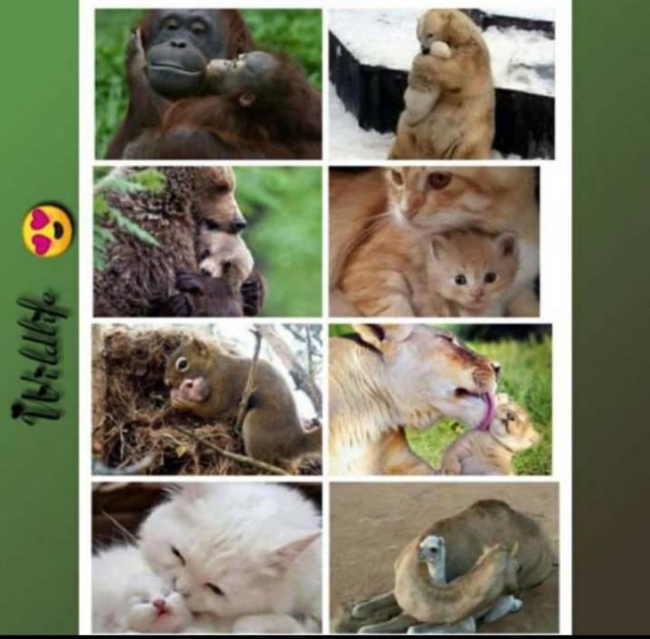 Zoology notes | regression in evolution notes | Facebook