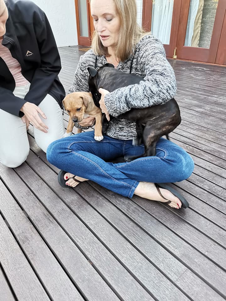 💙🐾 BELLA (NOW NAMED SHELBY) Bella has officially been adopted, Shelly ...