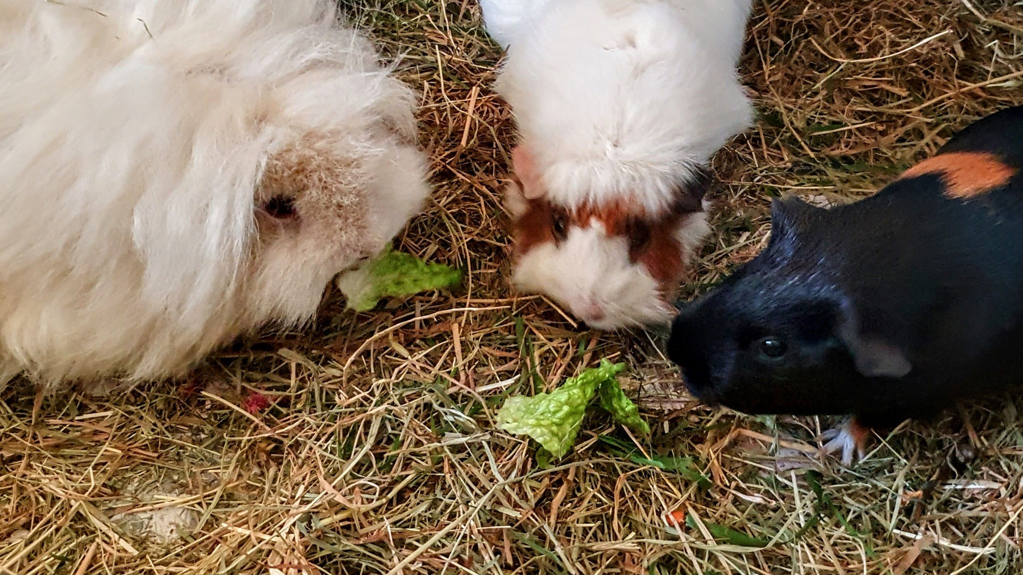 Image showcasing L... - Lethal White Piggies Special Needs Guinea Pig Sanctuary
