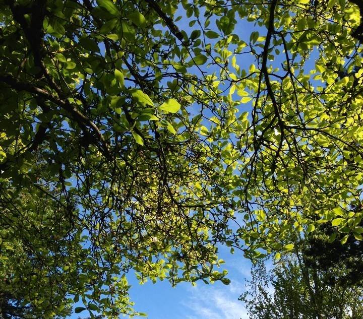 Vista Tree Service | Oregon City OR