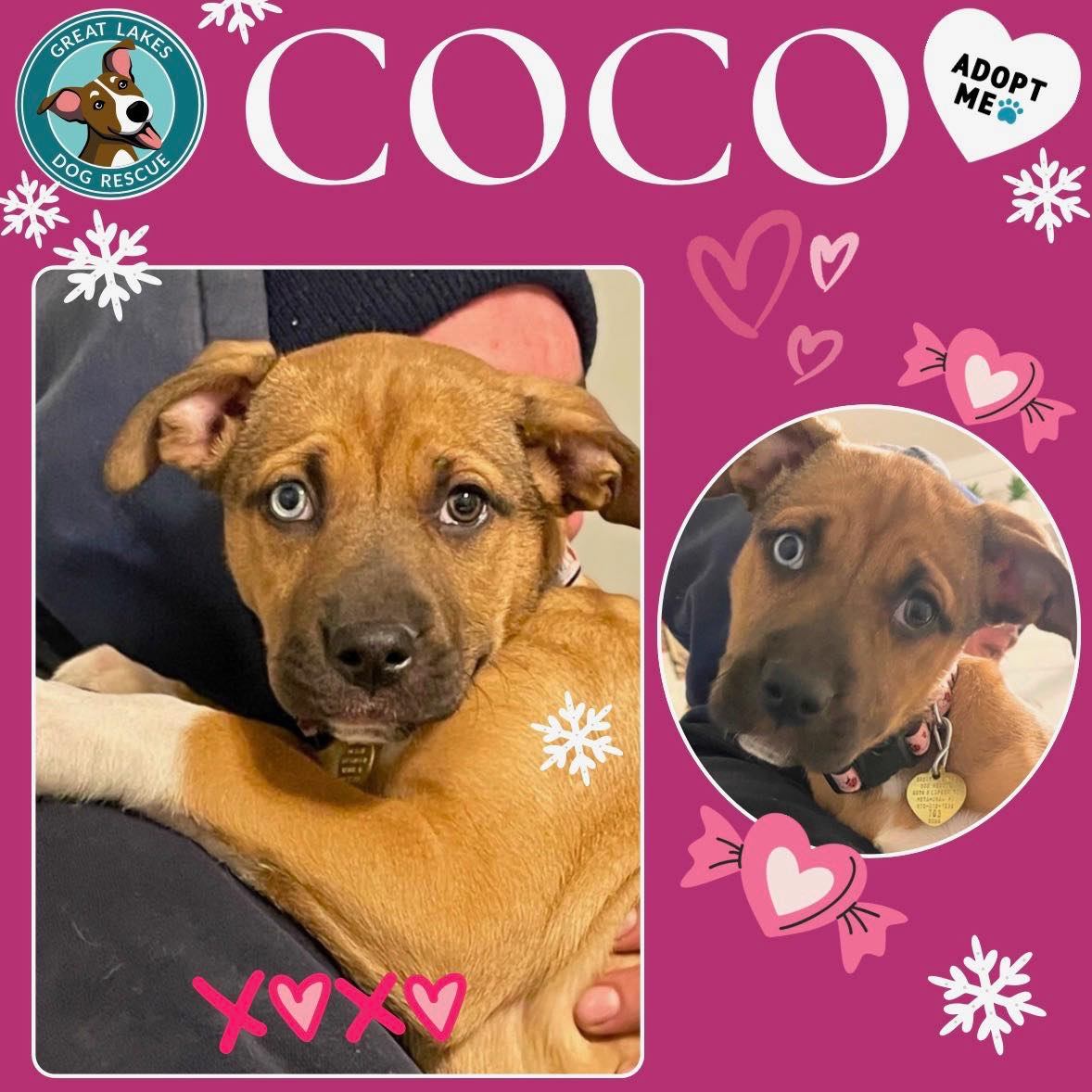 🐾 Meet Coco 💖 🐶 4-month-old,... - Great Lakes Dog Rescue | Facebook