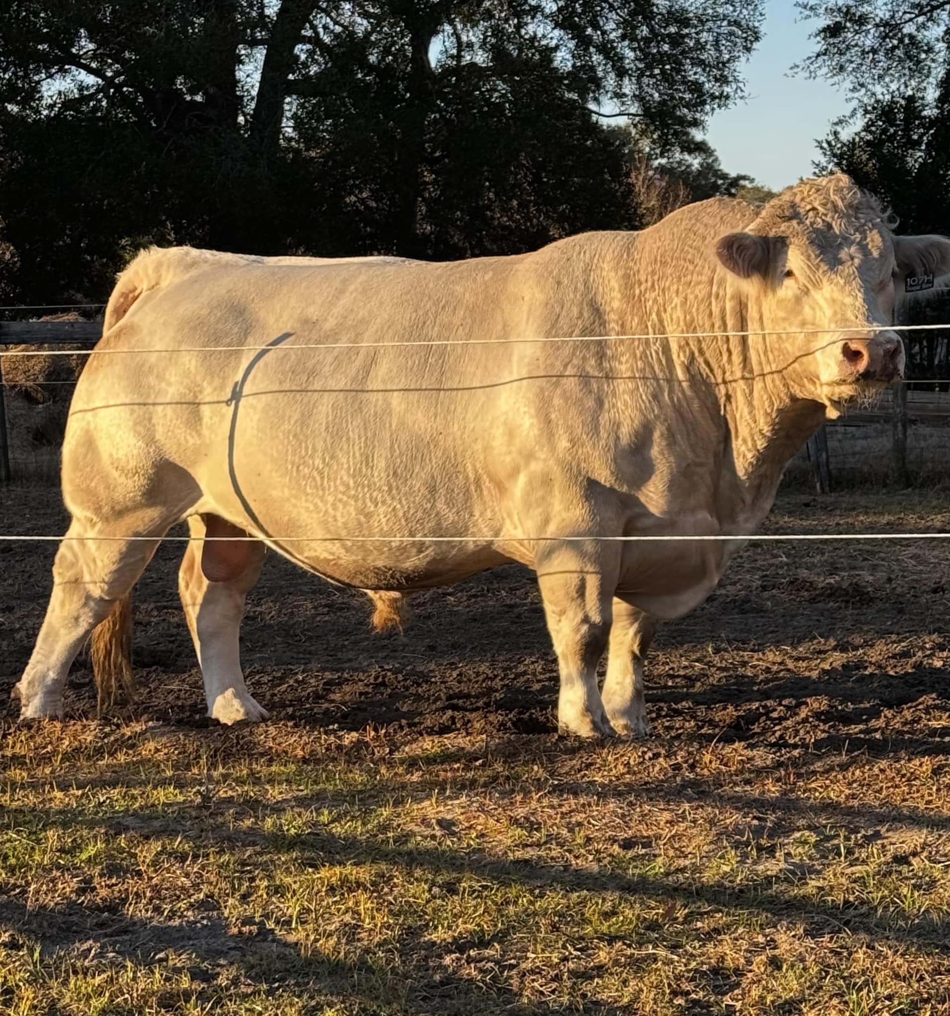 Triple R Farm | Ocala FL