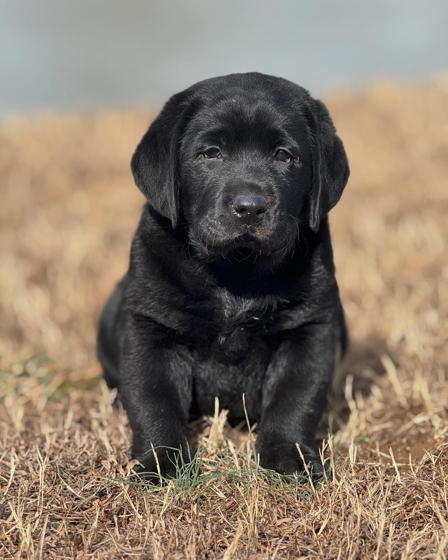 Tried & True Labradors