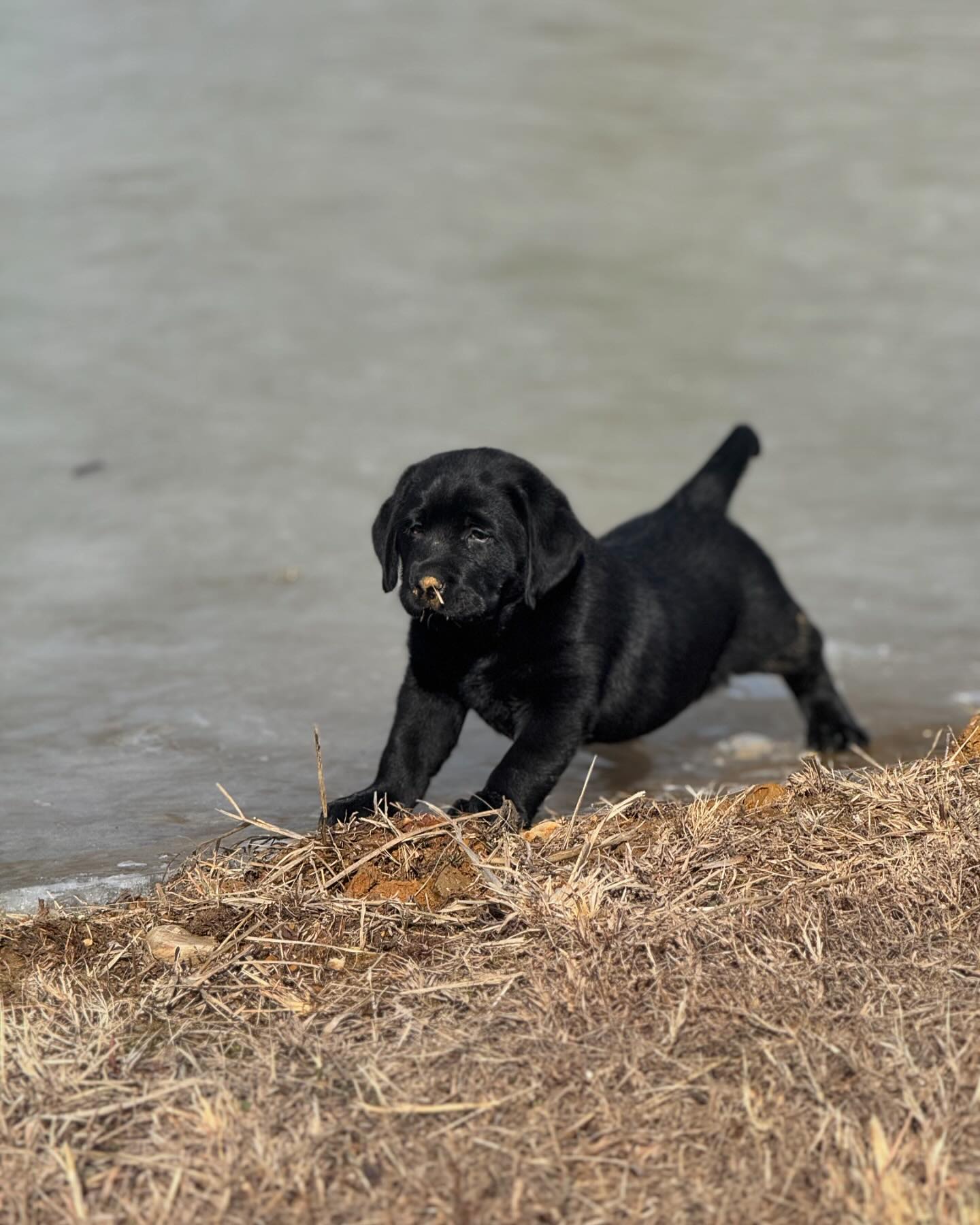 Tried & True Labradors added a... - Tried & True Labradors