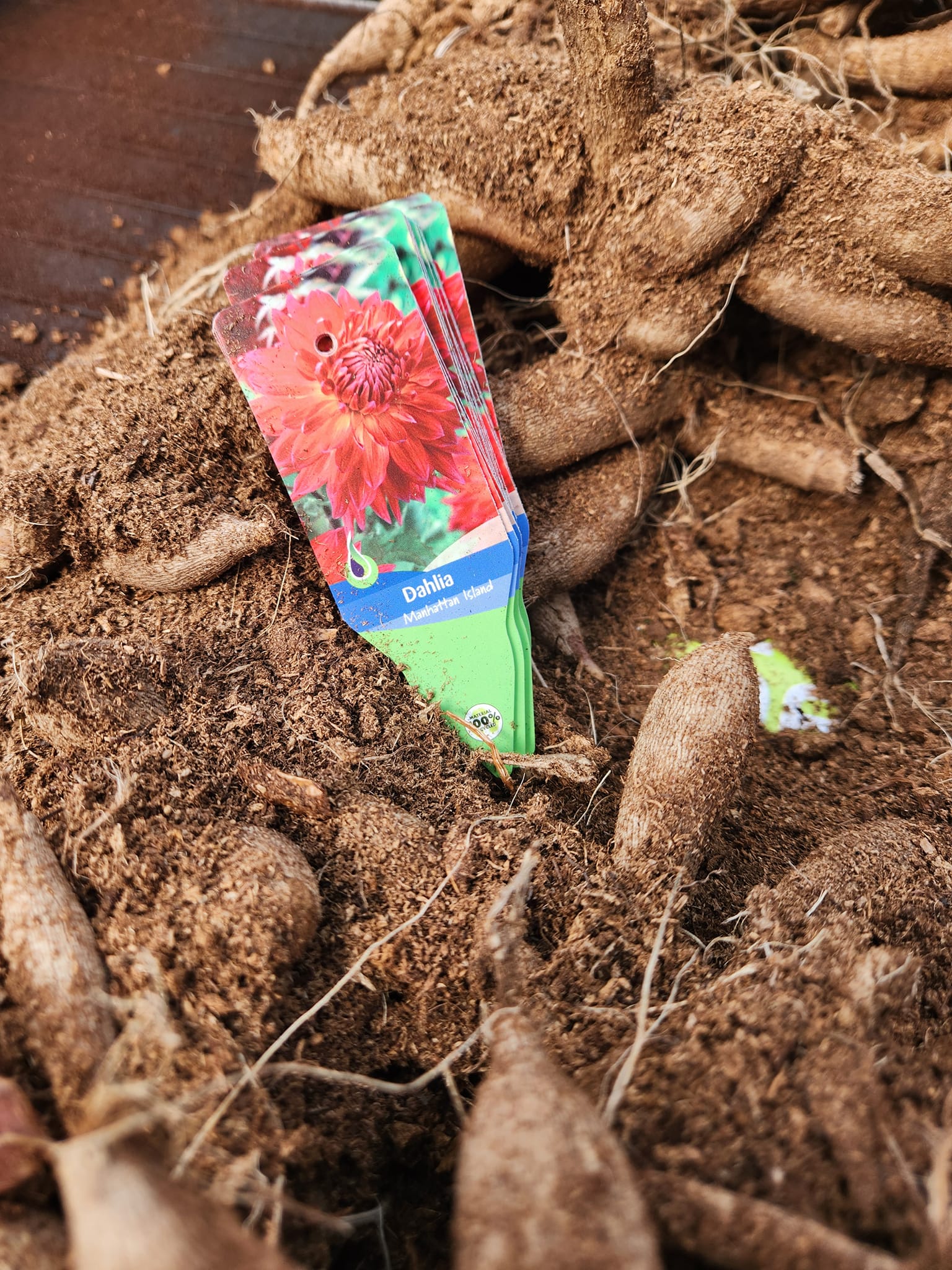 Discounted dahlia variety packs available online