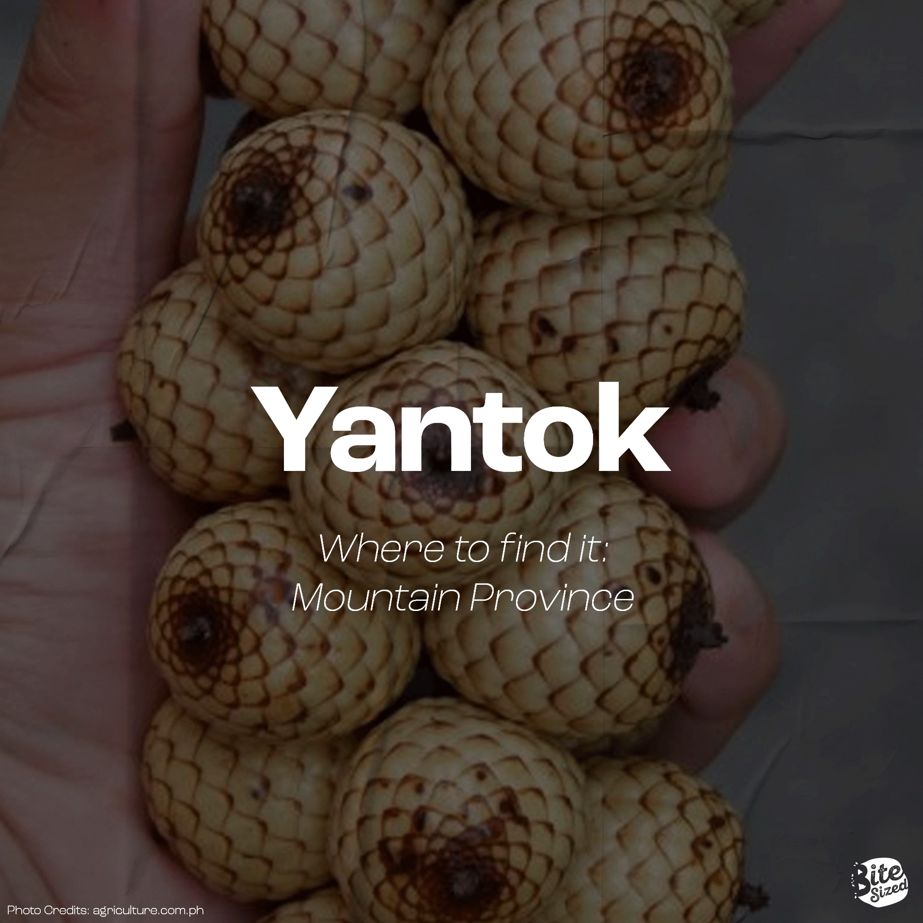 BiteSized - Yantok also known as alimuran or “Rattan fruit” and even ...