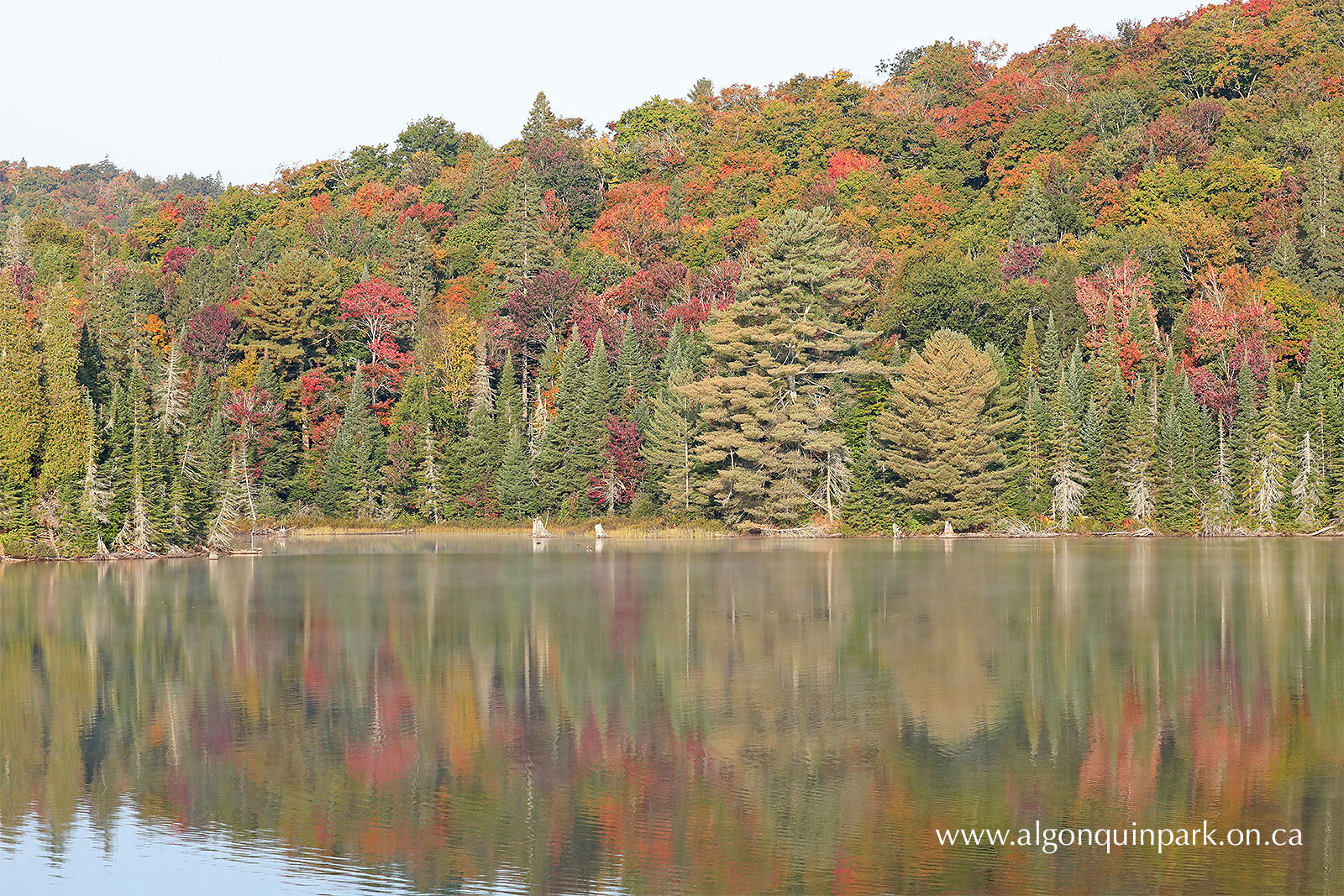 Algonquin Park's vibrant fall colors on display