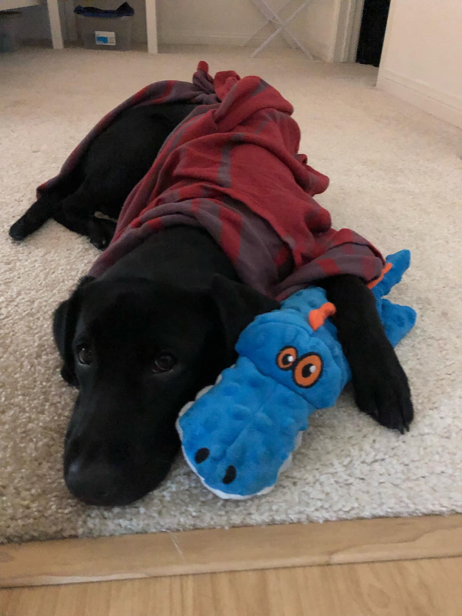 Orange County Guide Dogs of America - OCGDA