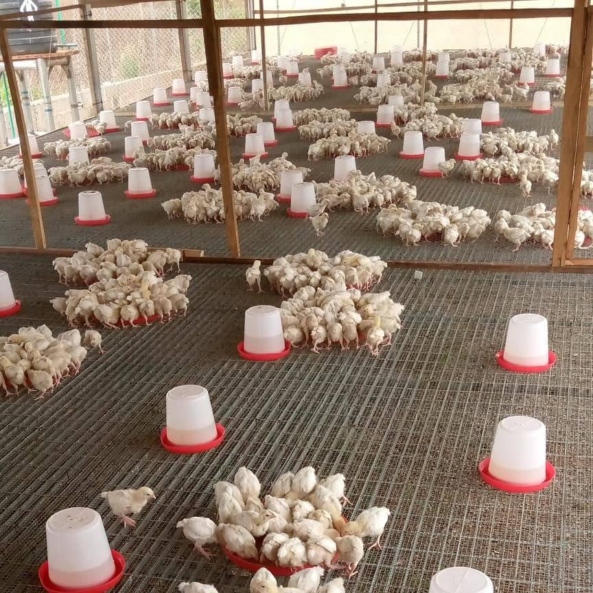A-Z Feed Formulation Hub - BREEDING SYSTEMS Swine Production and ...