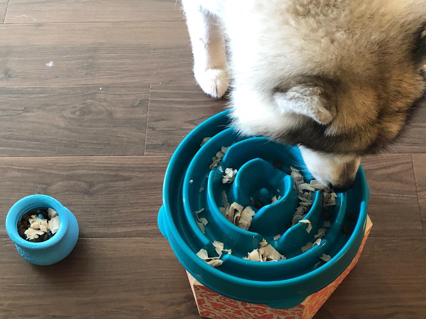 Photo inspiration: Gallery Detail: 17 Easy Dog Breakfast Recipes For Energy Health