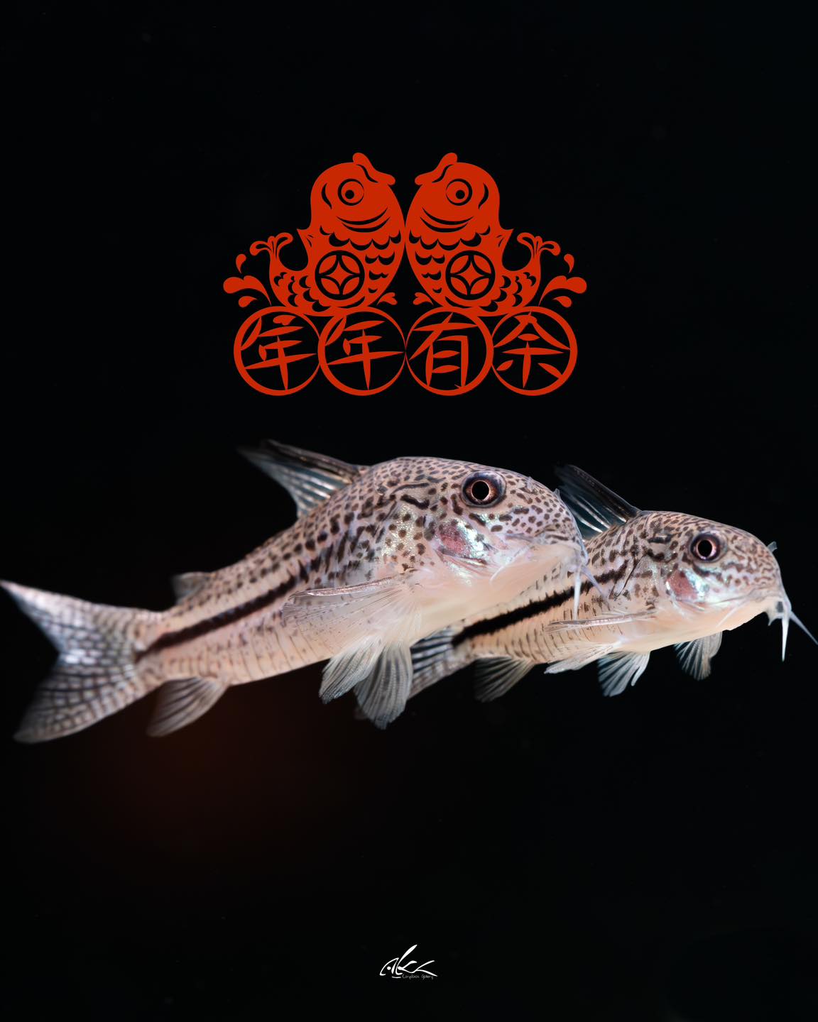 Happy Lunar New year eve to all! 祝大家新年快樂，年年有鼠魚