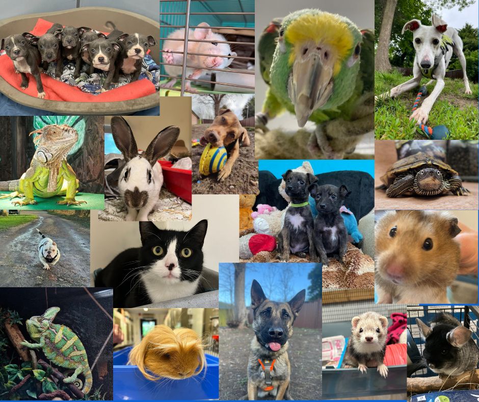 RSPCA - In 2024 we rehomed 319 cats, 131 dogs, 127 reptiles, 43 rabbits ...