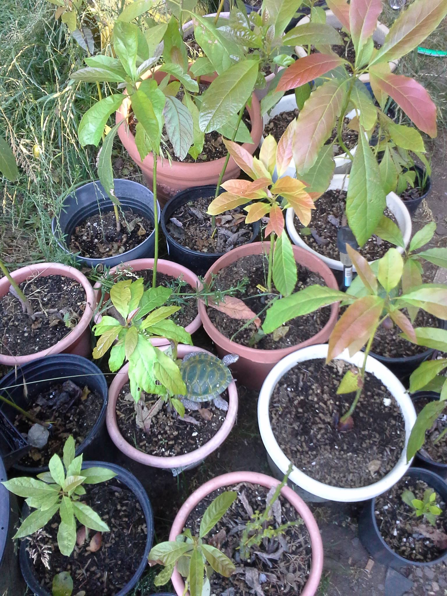 Growing Avocados in Oregon