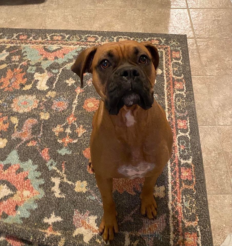 R&R Boxer Rescue added a new photo. - R&R Boxer Rescue